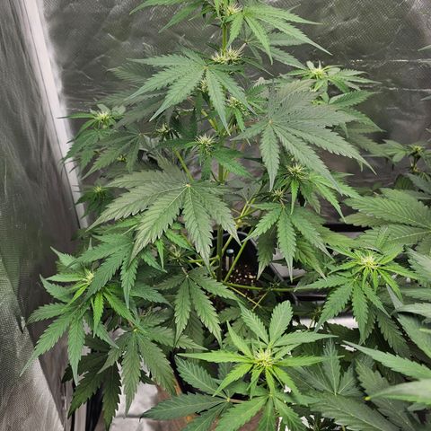 Triple G Automatic growlog timeline photo