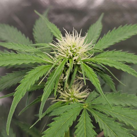 Triple G Automatic growlog timeline photo