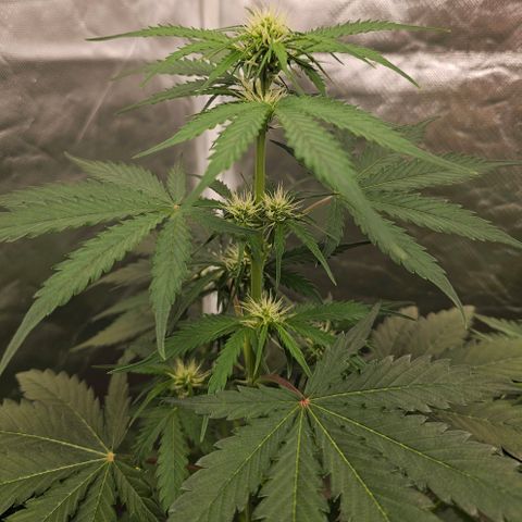 Triple G Automatic growlog timeline photo