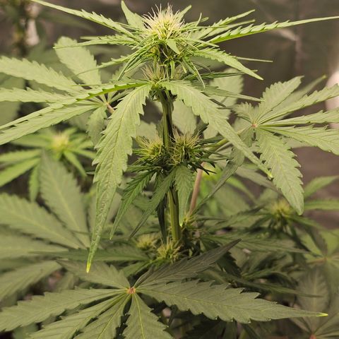 Royal Critical Automatic growlog timeline photo