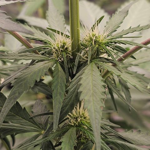 Royal Critical Automatic growlog timeline photo