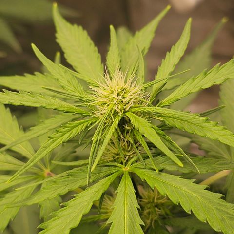 Royal Critical Automatic growlog timeline photo