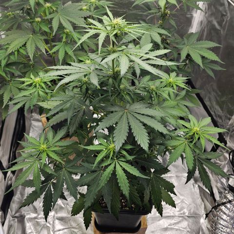 Royal Critical Automatic growlog timeline photo