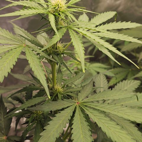 Royal Critical Automatic growlog timeline photo