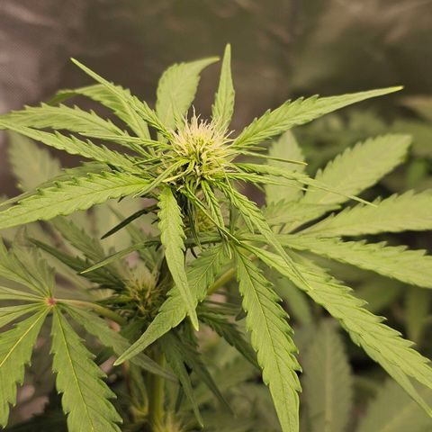 Royal Critical Automatic growlog timeline photo