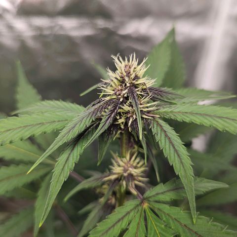 Purplematic CBD Automatic growlog timeline photo