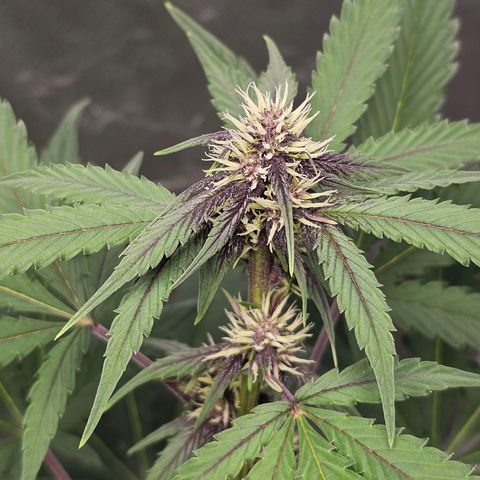 Purplematic CBD Automatic growlog timeline photo