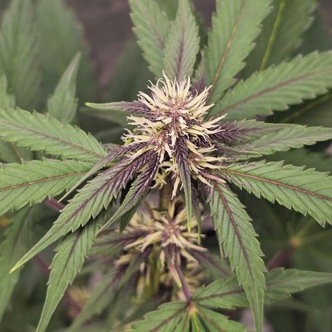 Purplematic CBD Automatic growlog timeline photo