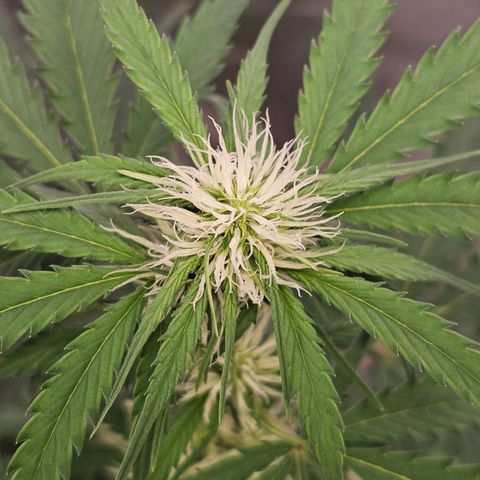 Triple G Automatic growlog timeline photo