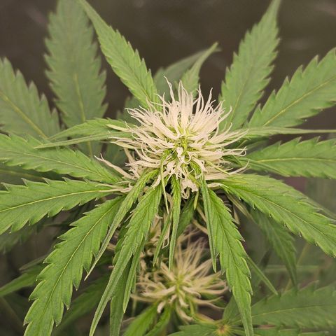 Triple G Automatic growlog timeline photo