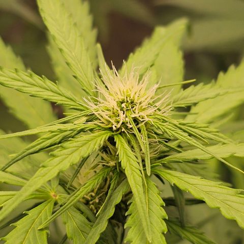 Royal Critical Automatic growlog timeline photo