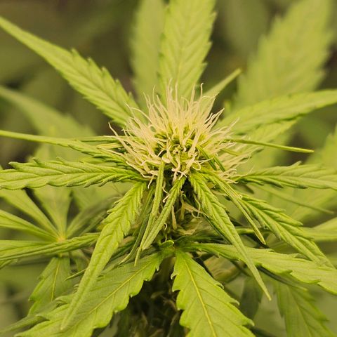 Royal Critical Automatic growlog timeline photo