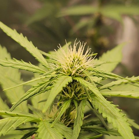 Royal Critical Automatic growlog timeline photo