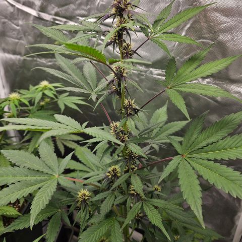Purplematic CBD Automatic growlog timeline photo