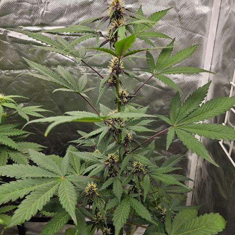 Purplematic CBD Automatic growlog timeline photo