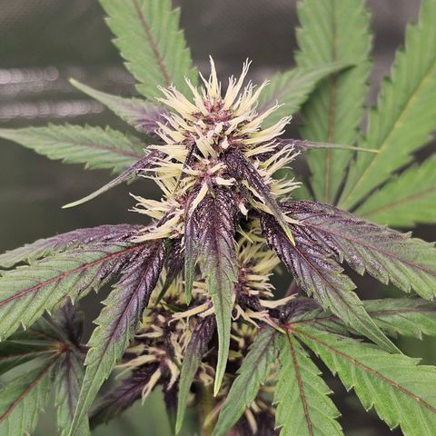 Purplematic CBD Automatic growlog timeline photo