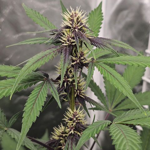 Purplematic CBD Automatic growlog timeline photo