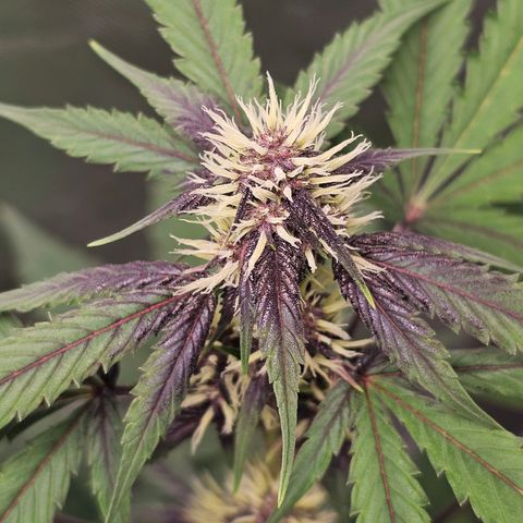 Purplematic CBD Automatic growlog timeline photo