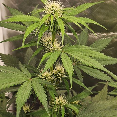 Triple G Automatic growlog timeline photo