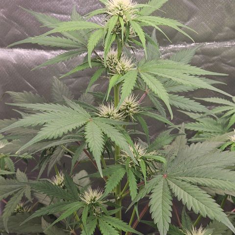 Triple G Automatic growlog timeline photo