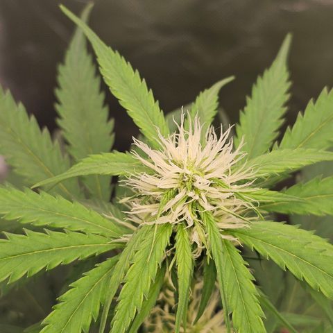Triple G Automatic growlog timeline photo