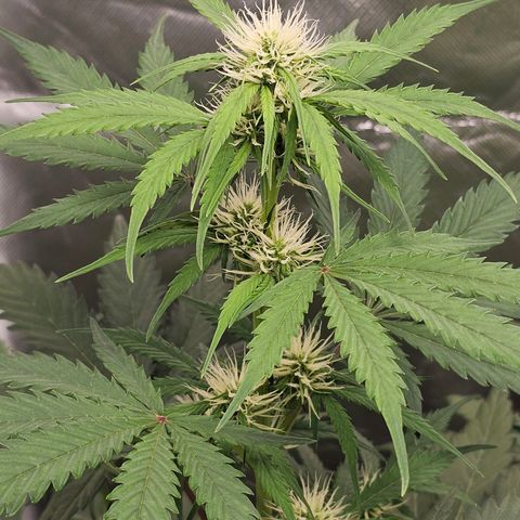 Triple G Automatic growlog timeline photo