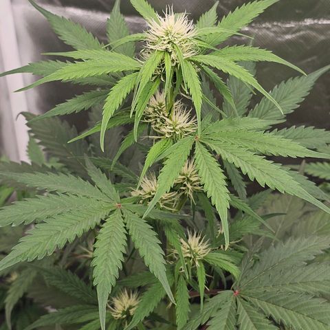Triple G Automatic growlog timeline photo