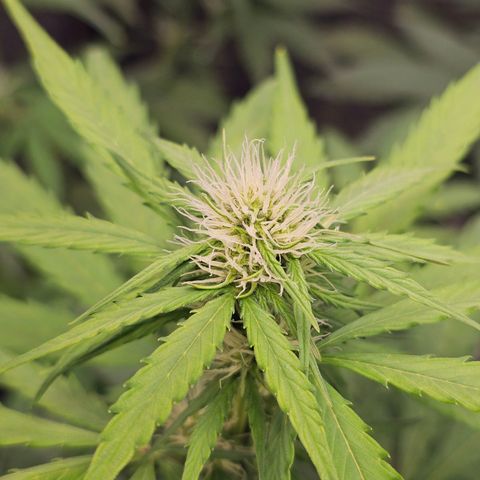 Royal Critical Automatic growlog timeline photo