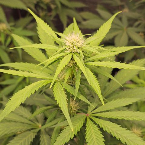 Royal Critical Automatic growlog timeline photo