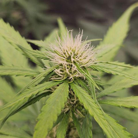 Royal Critical Automatic growlog timeline photo