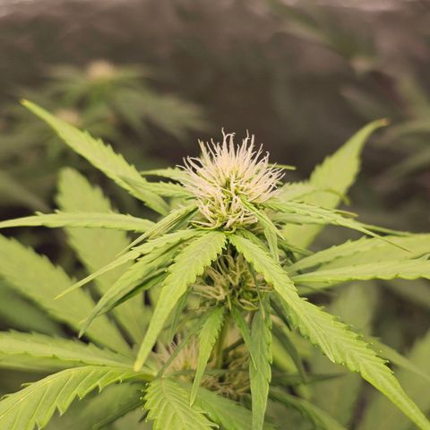Royal Critical Automatic growlog timeline photo