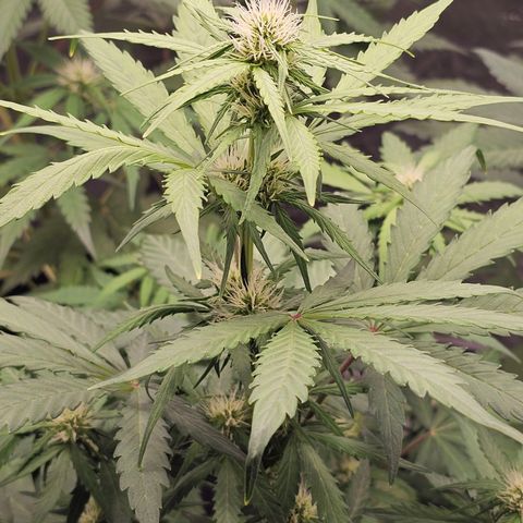 Royal Critical Automatic growlog timeline photo