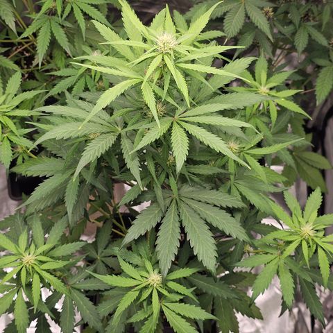 Royal Critical Automatic growlog timeline photo
