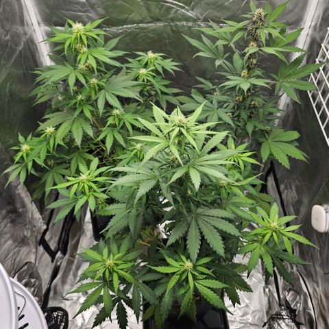 Triple G Automatic growlog photo: hinten links