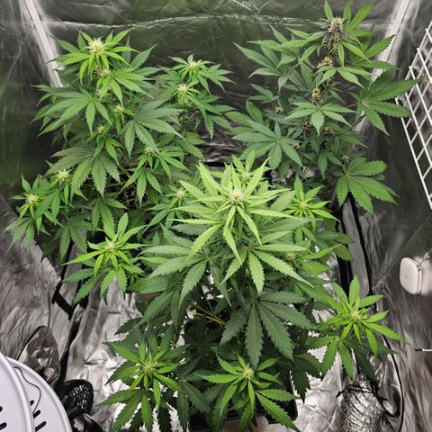 Royal Critical Automatic growlog photo: Mitte vorne