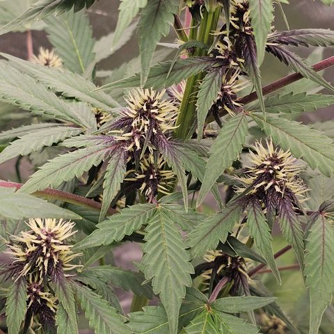 Purplematic CBD Automatic growlog timeline photo
