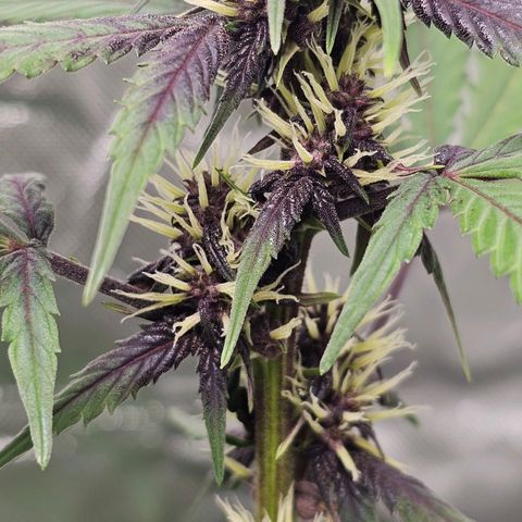Purplematic CBD Automatic growlog timeline photo