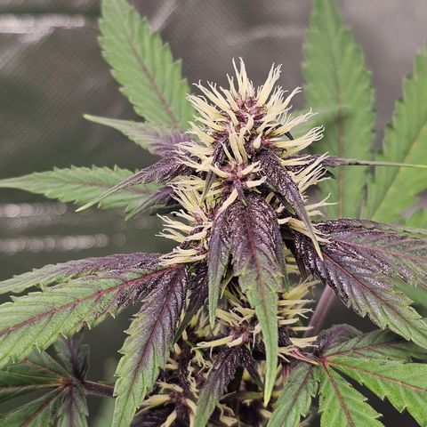 Purplematic CBD Automatic growlog timeline photo