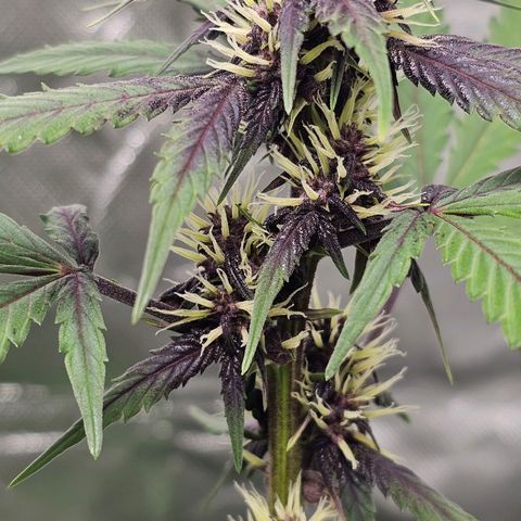 Purplematic CBD Automatic growlog timeline photo