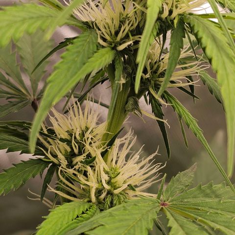 Triple G Automatic growlog timeline photo