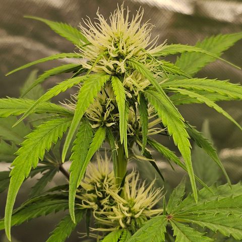Triple G Automatic growlog timeline photo