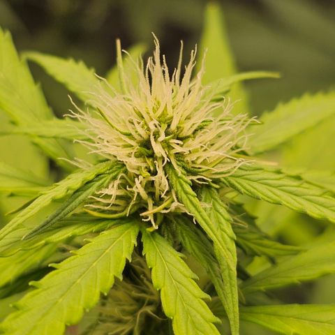 Royal Critical Automatic growlog timeline photo