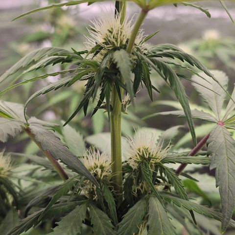 Royal Critical Automatic growlog timeline photo