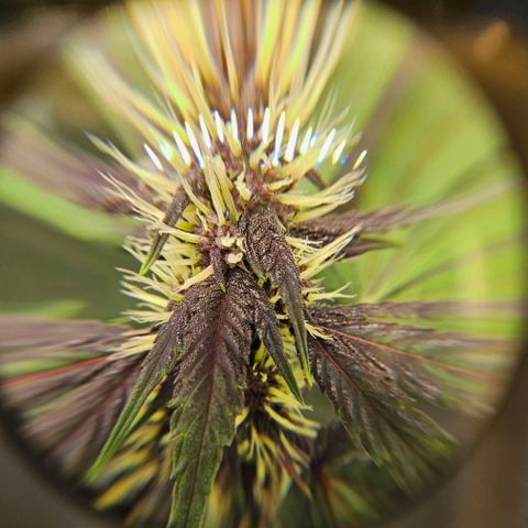 Purplematic CBD Automatic growlog timeline photo