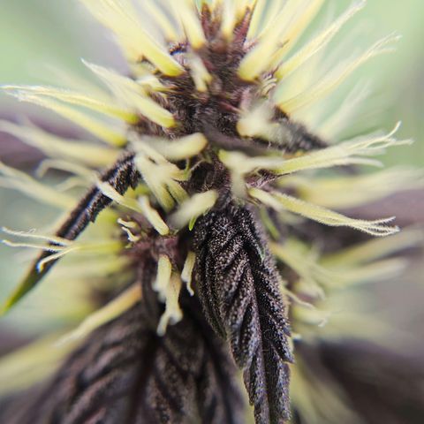 Purplematic CBD Automatic growlog timeline photo