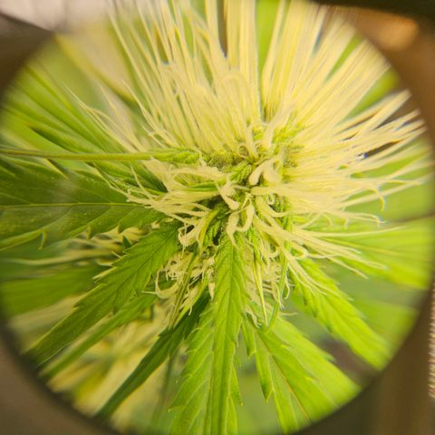 Triple G Automatic growlog timeline photo