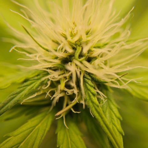 Royal Critical Automatic growlog timeline photo