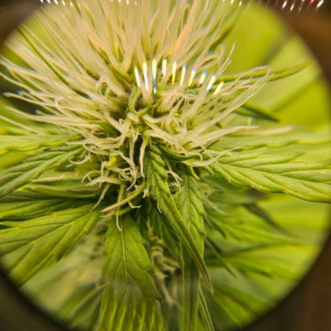 Royal Critical Automatic growlog timeline photo