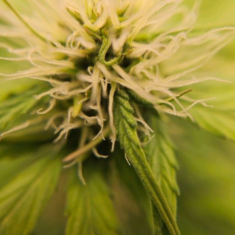 Royal Critical Automatic growlog timeline photo