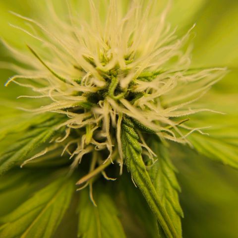 Royal Critical Automatic growlog timeline photo
